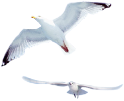 Ristorante Al Mare Steinhude